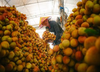 A vibrant scene of a worker organizing lychees in a sunlit indoor market setting.
