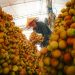 A vibrant scene of a worker organizing lychees in a sunlit indoor market setting.