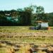 Tractor harvesting rice in a lush field in Kon Tum, Vietnam.