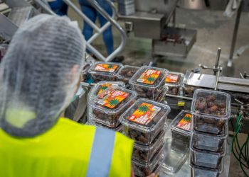 Worker managing date packaging in a modern industrial facility, ensuring quality control.