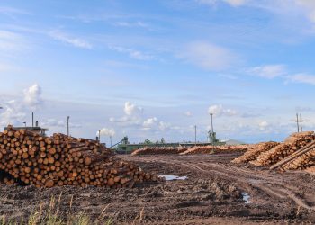 Piles of wooden logs at an outdoor timber yard under a clear blue sky.
