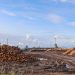 Piles of wooden logs at an outdoor timber yard under a clear blue sky.
