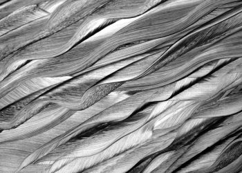 Detailed black and white image showcasing intricate woven palm leaves texture.