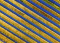 Vibrant aerial shot of solar panels in a field, showcasing renewable energy in Red Wing, MN.