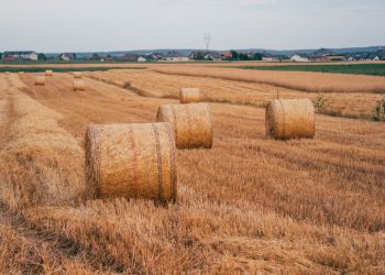 Picturesque hay bales in a harvested field near Konin, Poland, showcasing rural beauty.