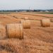 Picturesque hay bales in a harvested field near Konin, Poland, showcasing rural beauty.