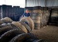 Man organizing large industrial tires in a warehouse, showcasing labor and storage setup.